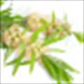 Tea Tree Oil